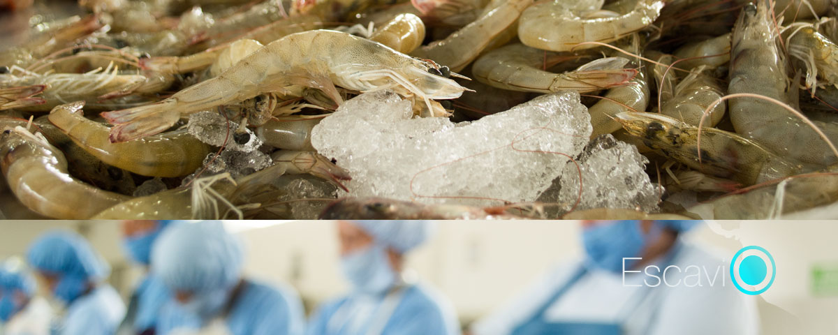 ESCAVI - Shrimp Processing Plant